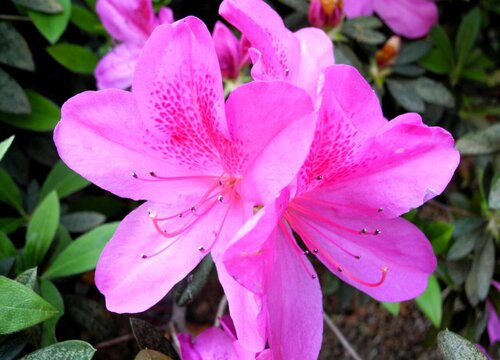 开花的杜鹃如何延长花期