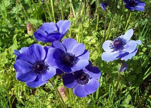 非洲紫罗兰花期是什么时候