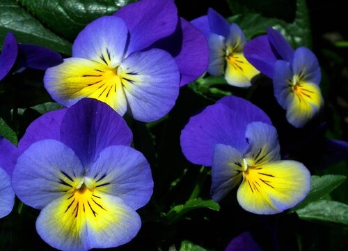 非洲紫罗兰花期是什么时候