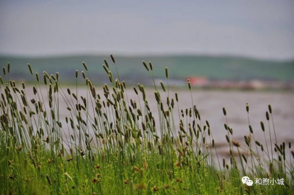 坝上草原在河北什么地方