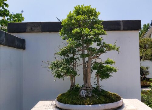 盆景榕树开花吗