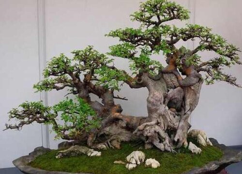 盆景榕树开花吗