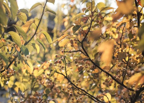 海棠喜水还是喜旱