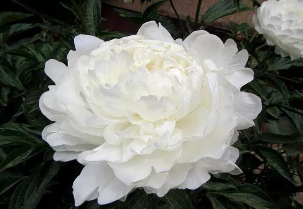 芍药花什么品种最名贵排名