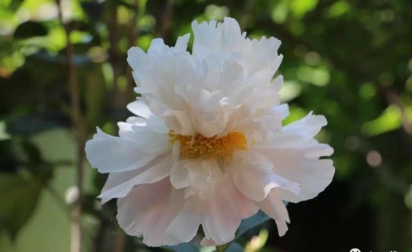 芍药花什么品种最名贵排名