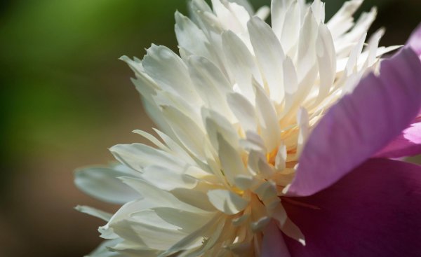 芍药花什么品种最名贵排名