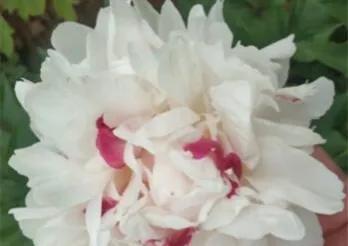 芍药花什么品种最名贵排名