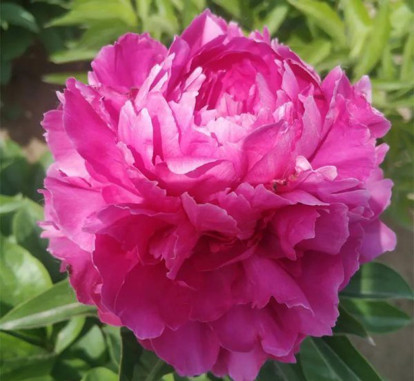 芍药花什么品种最名贵排名