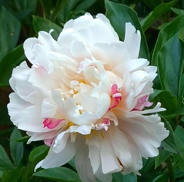 芍药花什么品种最名贵排名