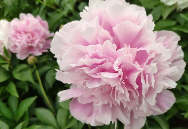 芍药花什么品种最名贵排名