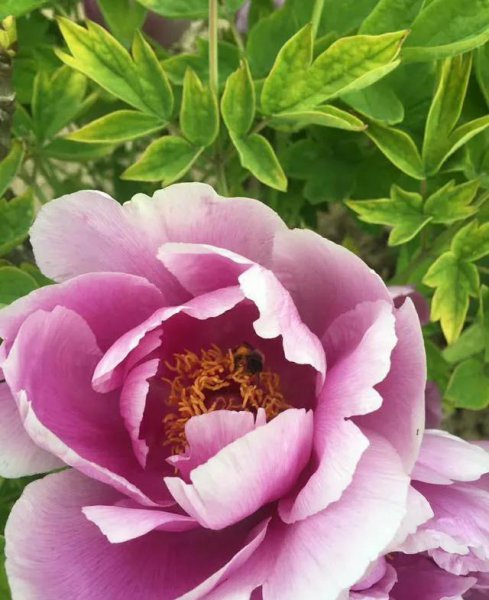 芍药花什么品种最名贵排名