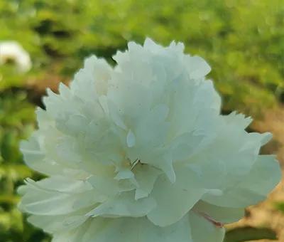 芍药花什么品种最名贵排名