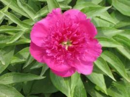 芍药花什么品种最名贵排名