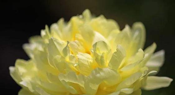 芍药花什么品种最名贵排名