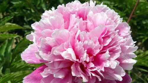 芍药花什么品种最名贵排名