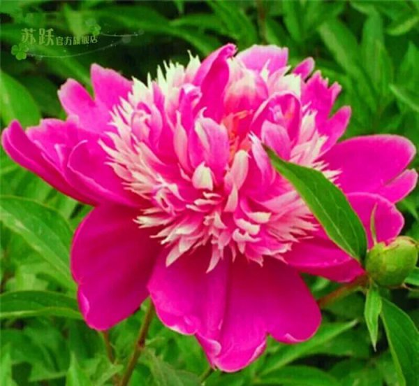 芍药花什么品种最名贵排名