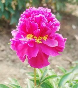 芍药花什么品种最名贵排名