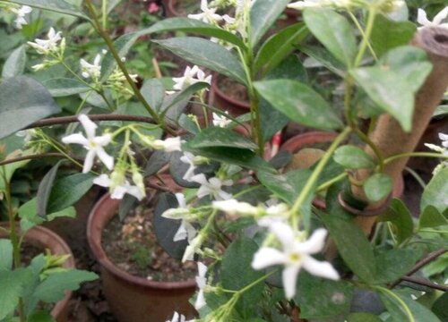 盘龙桂什么时候开花