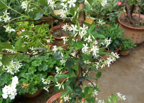 盘龙桂什么时候开花