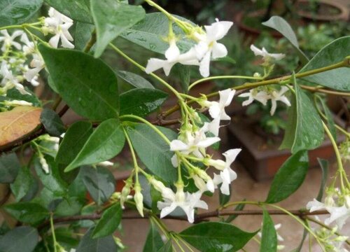 盘龙桂什么时候开花