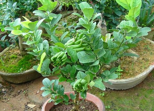 佛手冬天怕冷吗