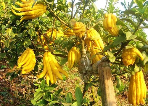 佛手冬天怕冷吗