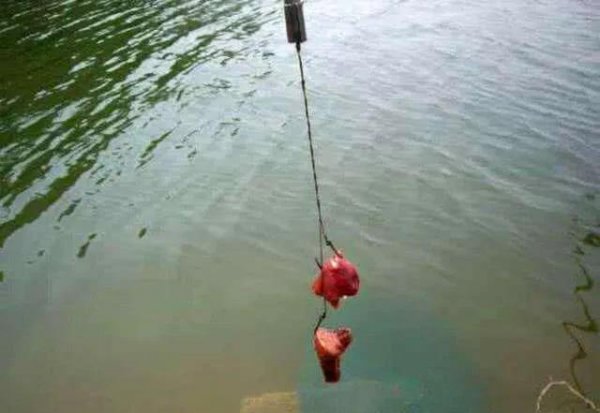 鲶鱼是什么鱼怎么钓