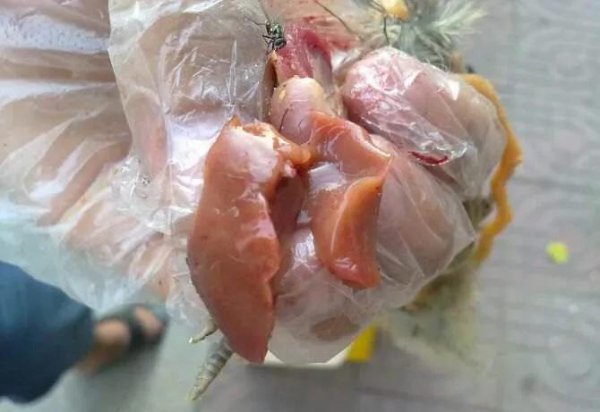 鲶鱼是什么鱼怎么钓