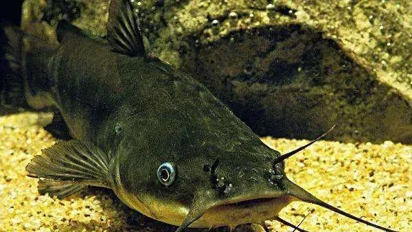 鲶鱼是什么鱼怎么钓