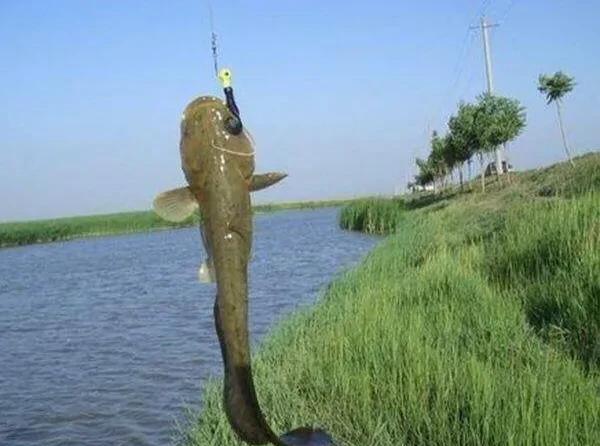 鲶鱼是什么鱼怎么钓