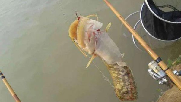 鲶鱼是什么鱼怎么钓