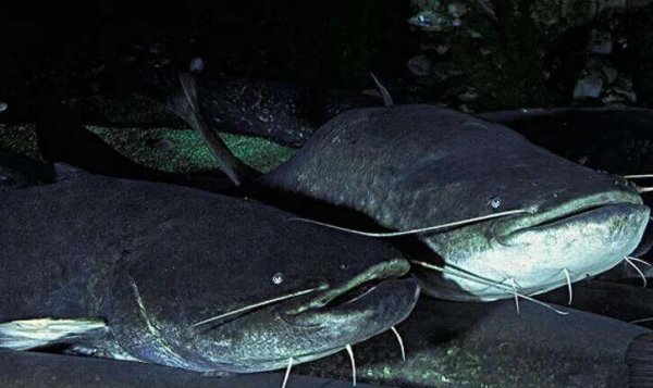 鲶鱼是什么鱼怎么钓