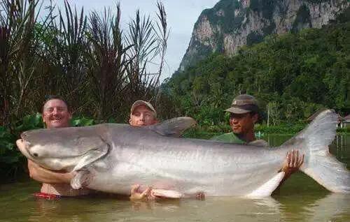 鲶鱼是什么鱼怎么钓