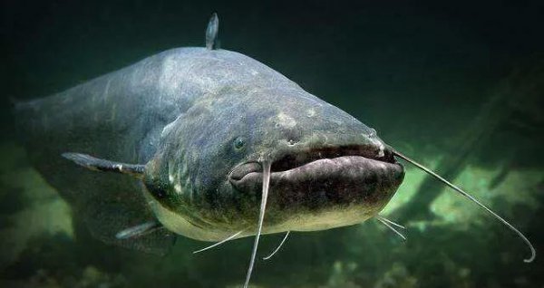 鲶鱼是什么鱼怎么钓