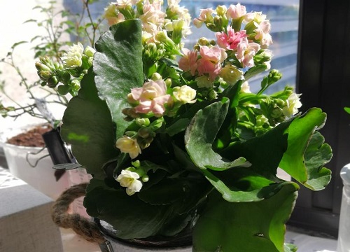 长寿花怎么养护花芽分化多开花更爆盆