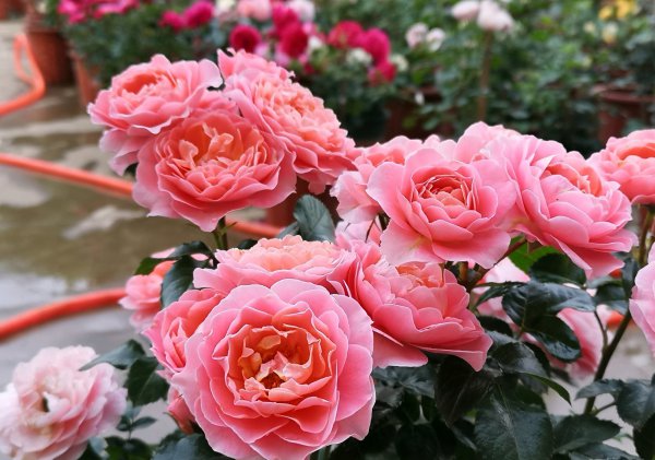 芳香王阳台月季优缺点