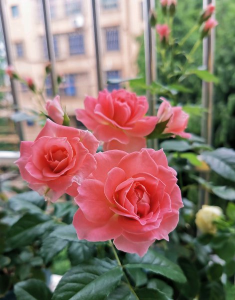 芳香王阳台月季优缺点