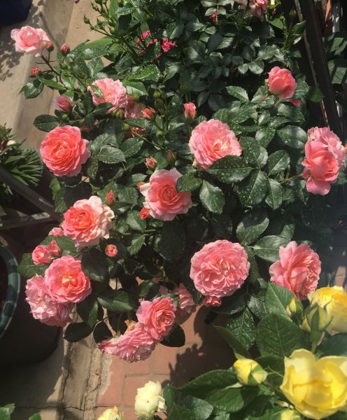 芳香王阳台月季优缺点