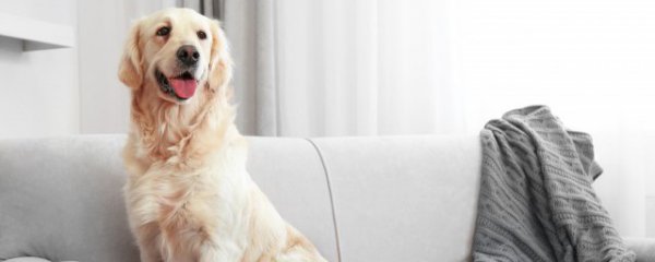 狗狗吃了洋葱怎么办