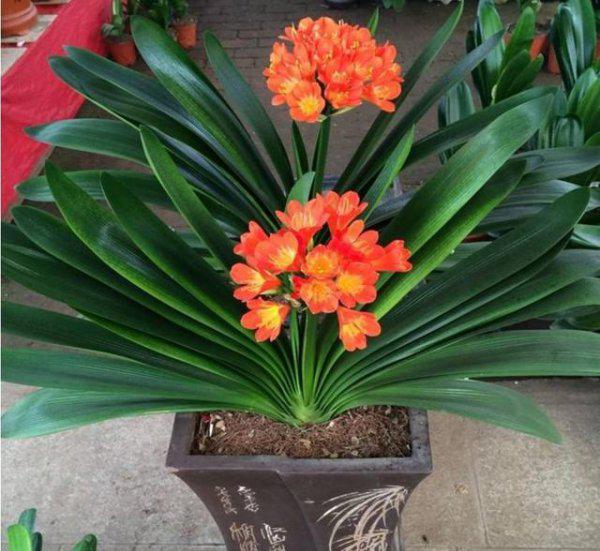 盆栽植物的配土方法