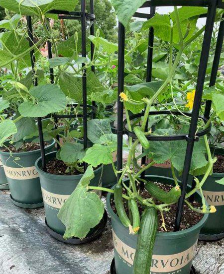 盆栽植物的配土方法