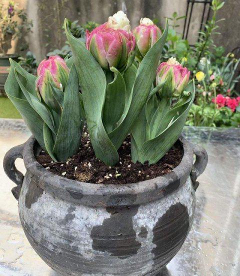 盆栽植物的配土方法