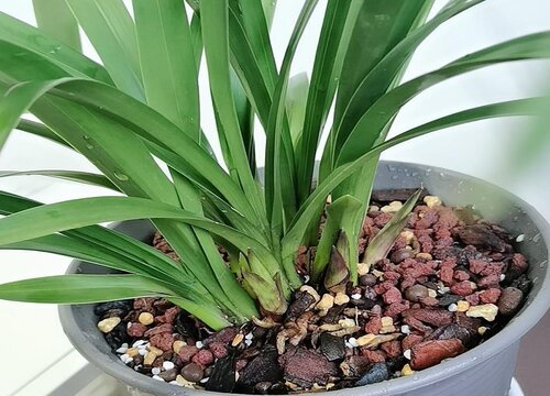 兰花夏天如何养护生长旺盛状态好