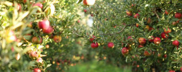 南方盆栽果树管理方法