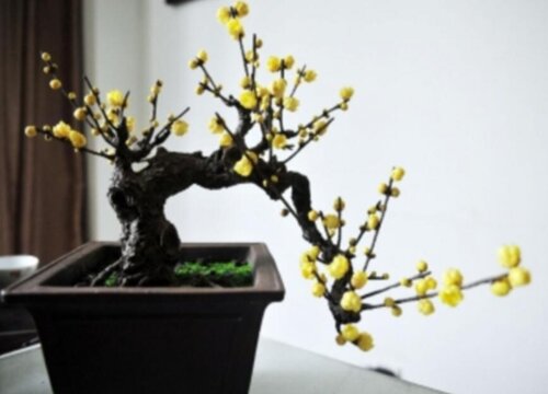 腊梅开花少或者是不开花是什么原因引起的