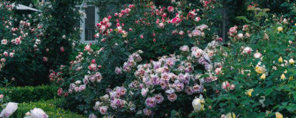 庭院适合种什么藤蔓花卉