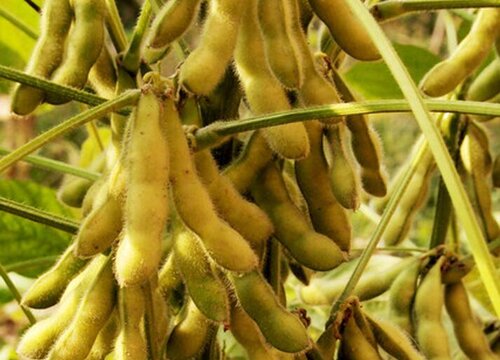 东北大豆亩产量一般多少斤