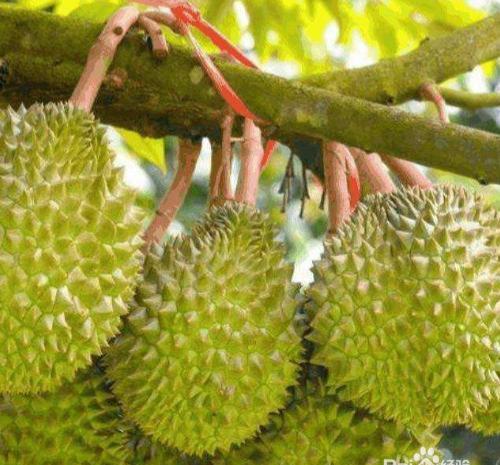 榴莲长在哪里的地方