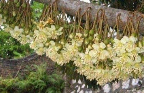 榴莲长在哪里的地方