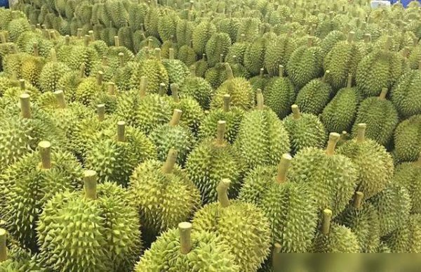 榴莲长在哪里的地方